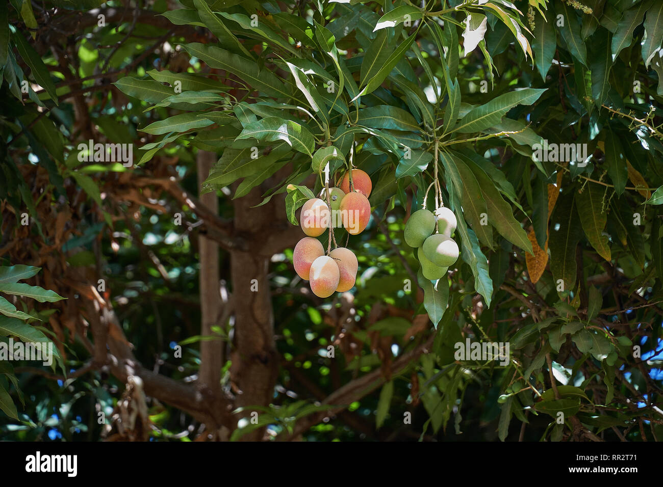 Reife mangos am Baum. Bündel von frischen Mangos hängen vom Baum. Stockfoto