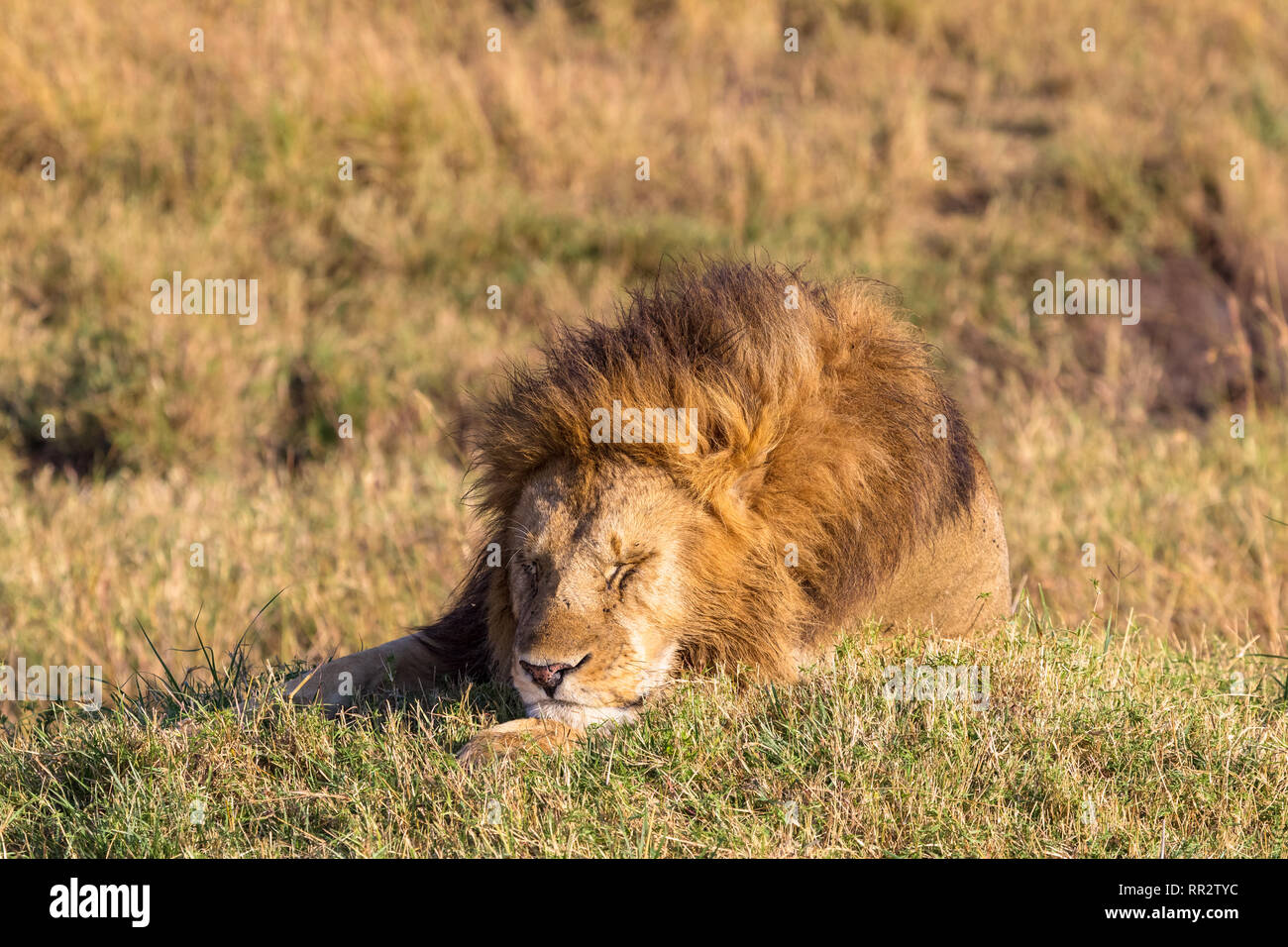 Die riesige Löwe schläft. Die Masai Mara, Kenia Stockfoto