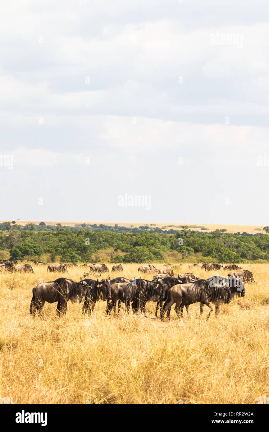 Eine kleine Herde von Huftieren in der Savanne. Die Masai Mara, Kenia Stockfoto