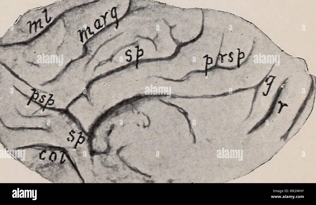 . Adressen und Dokumente. Veterinärmedizin. . Bitte beachten Sie, dass diese Bilder sind von der gescannten Seite Bilder, die digital für die Lesbarkeit verbessert haben mögen - Färbung und Aussehen dieser Abbildungen können nicht perfekt dem Original ähneln. extrahiert. New York State Veterinary College; Gesetz, James, 1838-1921; Williams, Walter Lang, 1856 -; Fisch, Pierre A. (Pierre Augustinus), 1865-1931; Moore, Veranus Veranus A. (Alva), 1859-1931; Gage, Simon, Henry, 1851-1944; Hopkins, Grant Sherman, 1865 -; Kingsbury, Benjamin Freeman; Reed, Raymond Clinton; Stanclift, Ray Jones. Ithaca, N.Y. Stockfoto