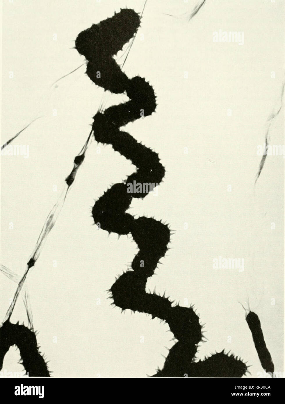 Streptomyces agar Fotos und Bildmaterial in hoher Auflösung Alamy