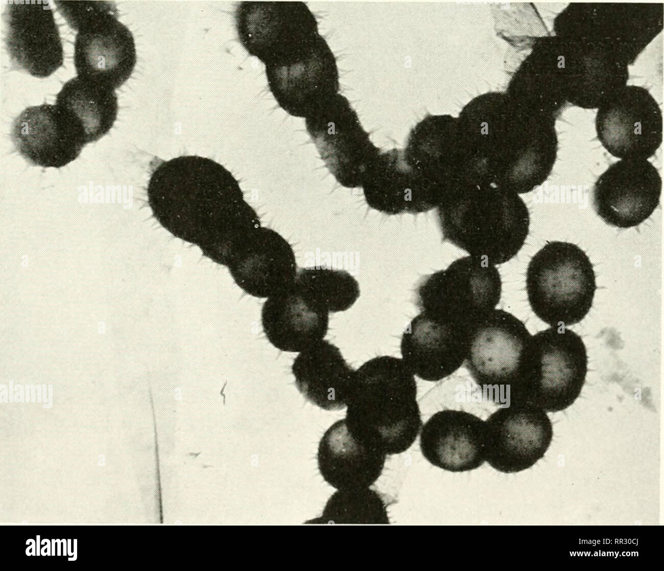 . Die actinomyceten. Actinomycetales. Beschreibung der Arten von T bestimmte andere STREPTOMYCES L Formen, die zu dieser Gruppe beschrieben worden, wie z. B..1. und A. griseus griseus variabilis zonatus von Krassil - Nikov (1949),. badius 1. und A. Malachiticus von Gause et al. (1957). Viridis sterilis Krassilnikov aufgeführt auch als Belastung, dass die Kapazität der Antenne Myzel zu produzieren verloren. Millard und Burr (1926) beschrieben, unter A. viridis, ein Organismus Thai produziert dunkle bis schwarze Wachstum auf Saccharose - Nitrat Agar, mit einer Maus-grau Antenne Myzel, Grundlage dieses Branchen-Know-hows immer schwarz. Auf Nähragar, Wachstum Stockfoto