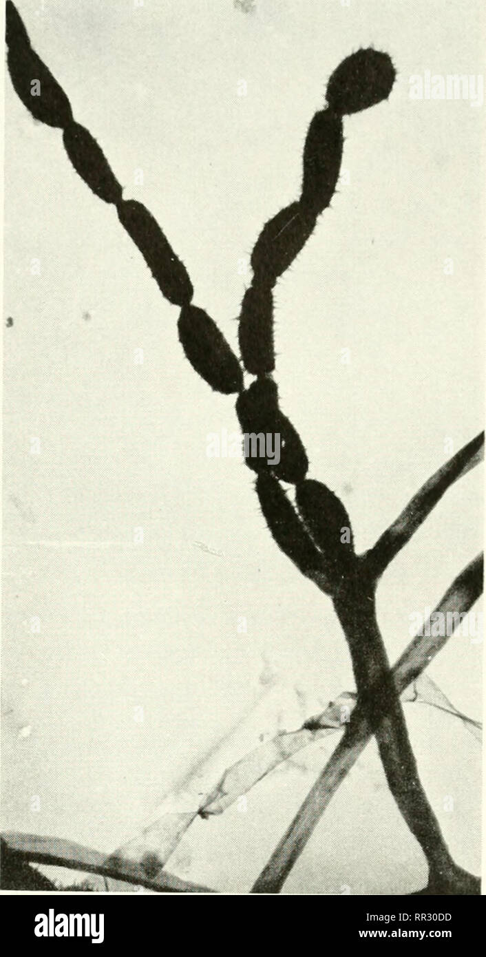 Streptomyces s Stockfotos und bilder Kaufen Alamy