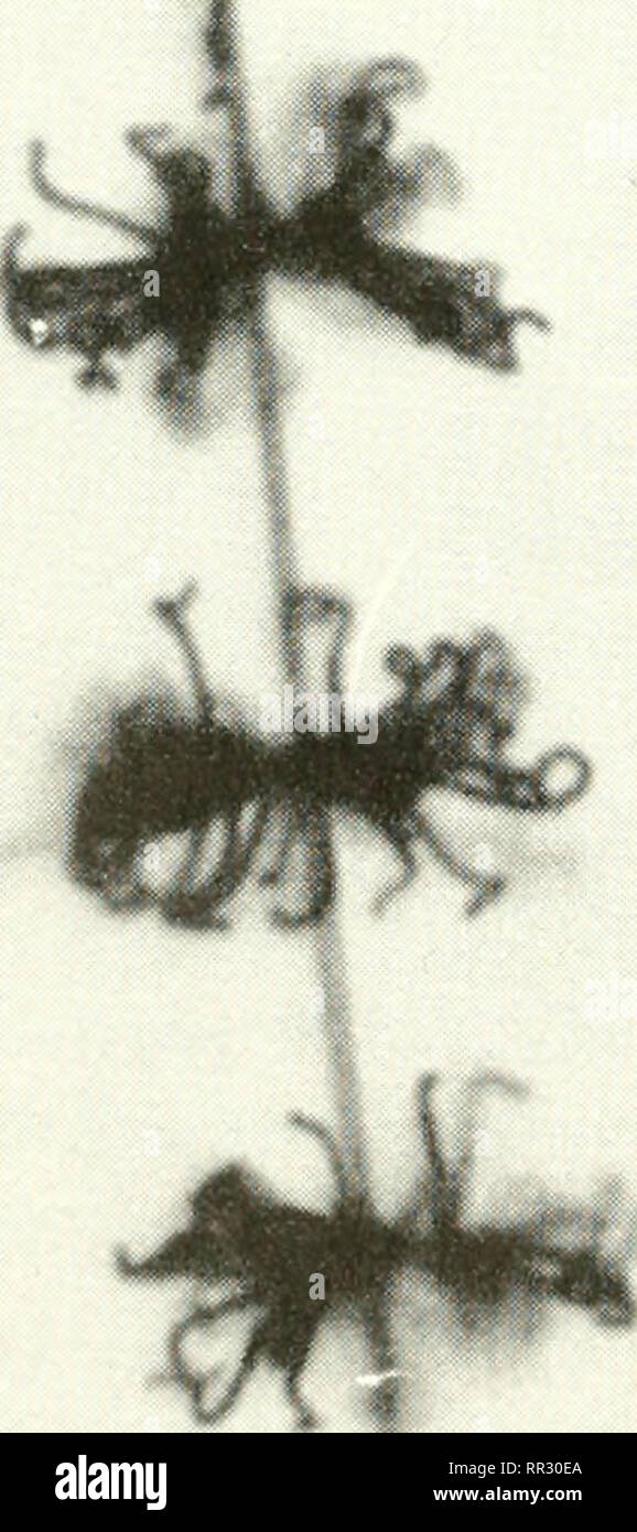 Streptomyces s Stockfotos und bilder Kaufen Alamy