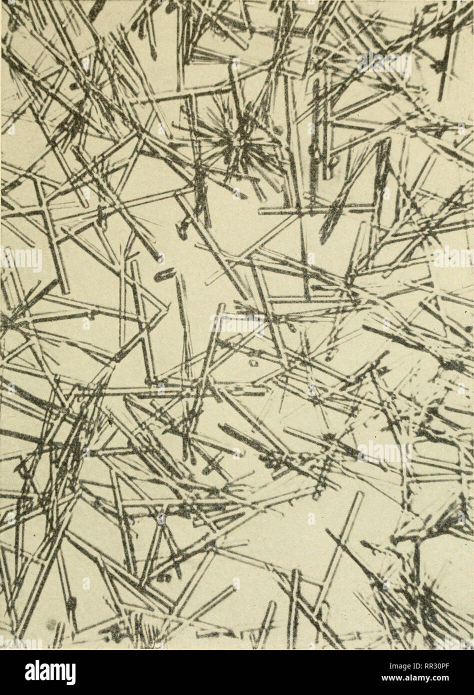 . Die actinomyceten: ihrer Art, auftreten, Aktivitäten und Bedeutung. Aktinomyceten; Actinomycetales. Abb. 27.- Kristalle der Calciumchlorid double Salz von streptomycin (478). Bitte beachten Sie, dass diese Bilder sind von der gescannten Seite Bilder, die digital für die Lesbarkeit verbessert haben mögen - Färbung und Aussehen dieser Abbildungen können nicht perfekt dem Original ähneln. extrahiert. Waksman, Selman A. (Selman Abraham), 1888-1973. Waltham, Mass., Chronica Botanica Co. Stockfoto