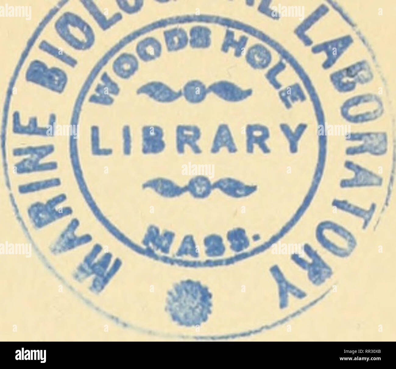 Taxonomische gattungen Fotos und Bildmaterial in hoher Auflösung Alamy