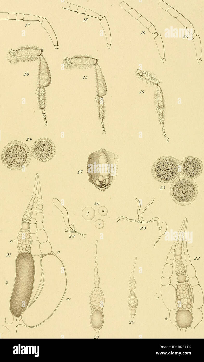 . Actes de la Société linnéenne de Bordeaux. Wissenschaft; Natural History. Actes de la Soclinn. Liegen Sie Bordeaux Lome. M. in Ri. Ii. J. TereK. del-Picart se. Jmp. R, Taneur, Paris. Bitte beachten Sie, dass diese Bilder sind von der gescannten Seite Bilder, die digital für die Lesbarkeit verbessert haben mögen - Färbung und Aussehen dieser Abbildungen können nicht perfekt dem Original ähneln. extrahiert. Société linnéenne de Bordeaux. Bordeaux: E.Drouillard Stockfoto