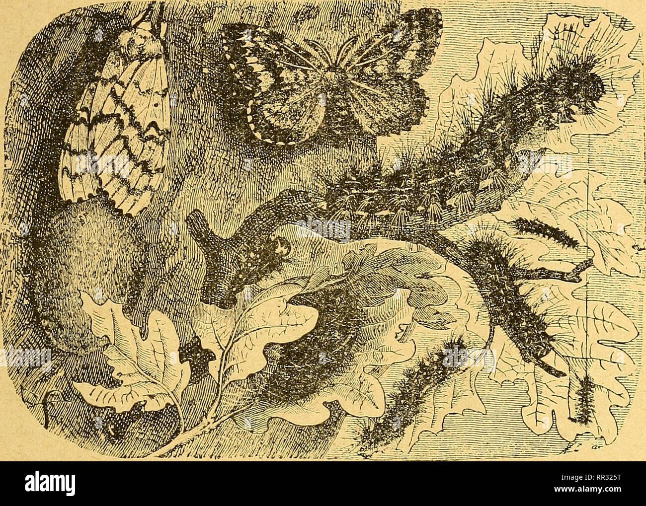 . Actes de la Société linnéenne de Bordeaux. Wissenschaft; Natural History. - 51 - La chrysalidation a lieu soit dans les anfractuosités écorces d'entre les branches, soit ou Les feuilles, au Milieu d'un Réseau soyeux très lâche. Auf beobachten Le dîspar sur les arbres les plus Divers, fruitiers, Waldökosysteme ou d'Avenue, et sur maints arbustes d'Ornement.. Abb. 2 Lymantria dispar L. (A gauche La femelle avec sa ponle; au Milieu el en haut, le Mâle; en Bas, la Chrysalide; à droite, chenilles de différents ûges). Il attaque même les Conifères, Lorsque ceux-ci sind de Mélange avec les Chênes, comme je l' Stockfoto