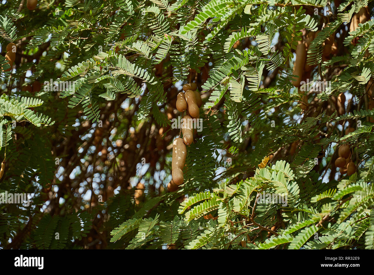 Süße tamarind und Blatt am Baum. Raw Tamarinde Frucht hängt am Baum im Garten mit natürlichen Hintergrund. Stockfoto