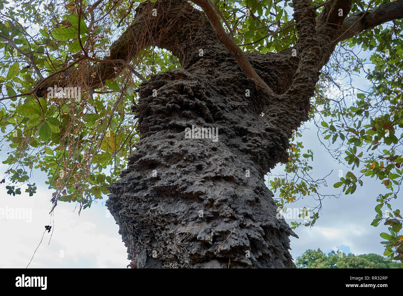 Nahaufnahme eines arboreal airel Wohnung termite Nest in einem Cashew Baum in der Rupununi Savanne von Guyana, S.A. Stockfoto