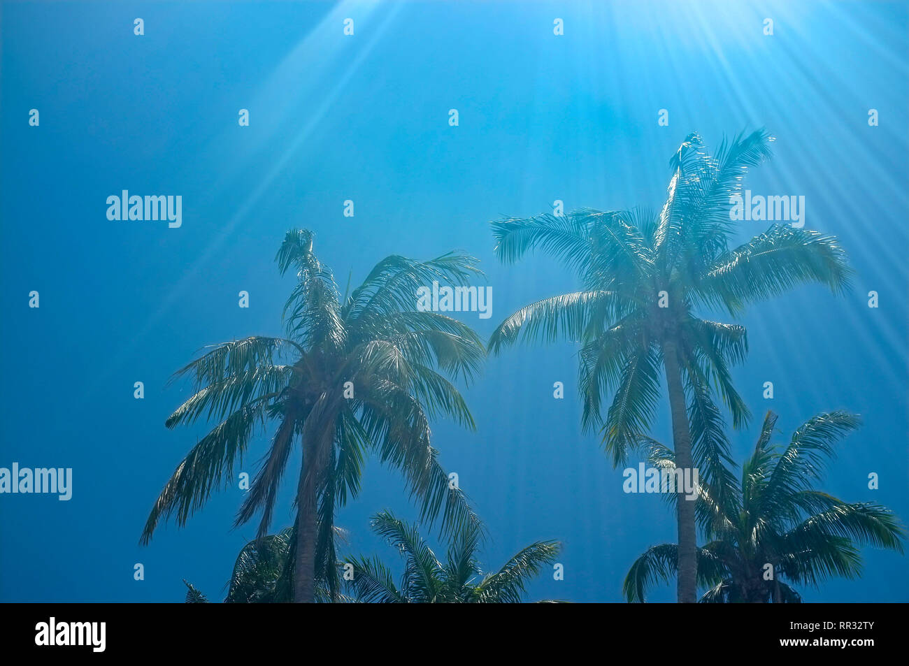 Palmen vor blauem Himmel mit Sonne Flare. Stockfoto