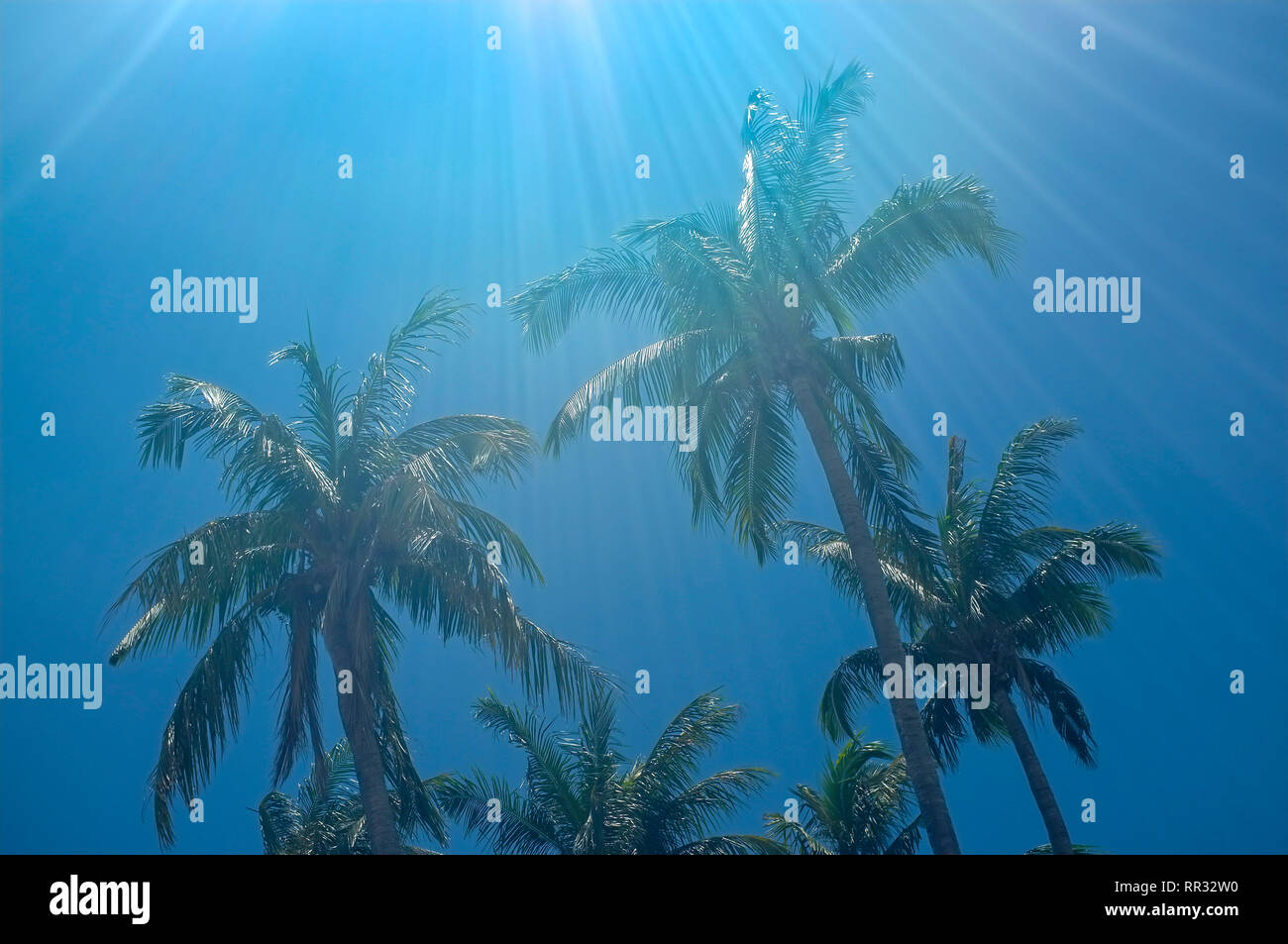 Palmen vor blauem Himmel mit Sonne Flare. Stockfoto