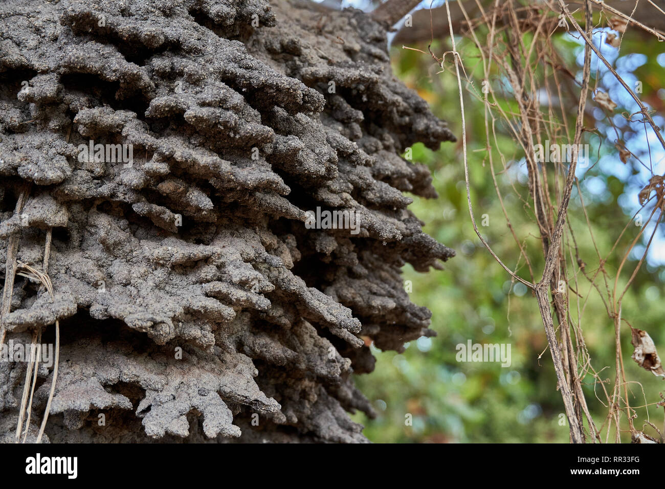 Nahaufnahme eines arboreal airel Wohnung termite Nest in einem Cashew Baum in der Rupununi Savanne von Guyana, S.A. Stockfoto