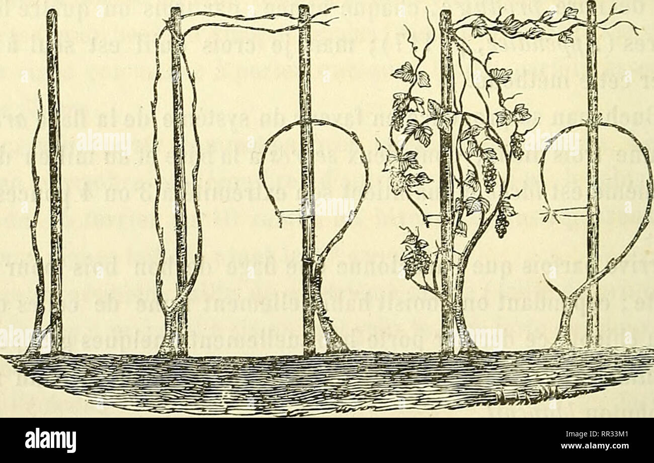 . Actes de la Société linnéenne de Bordeaux. Natürliche Geschichte; Wissenschaft. (132) Auf recommande de ne Punkt effeuiller les branches à Obst, et de ne retrancher aux autres que Très-peu de Feuilles. Ein mesure que les flages s'allongent, auf les Attache proprement aux échalas avec des liens d'herbes Mundharmonika, ou Mieux de Ray-Gras (Lolium perenneh., Weidelgras), et Lorsqu'elles ont dépassé Le Sommet de Leur échalas, les Conduit sur l'échalas Voisin, et n'enlève herbacées Encore les extrémités que lorsque le Raisin approche de sa maturité. Si l'on opérait plutôt ce-der-nier Ouddorp, auf s'e Stockfoto