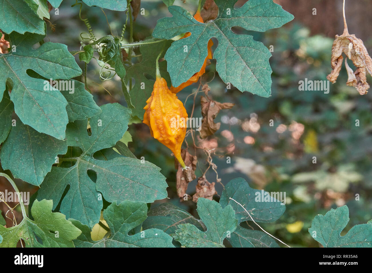 Balsam Balsam Apfel Birne, bitteren Gurken, Kürbis Bitter, Bitter Melone in Guyana Stockfoto