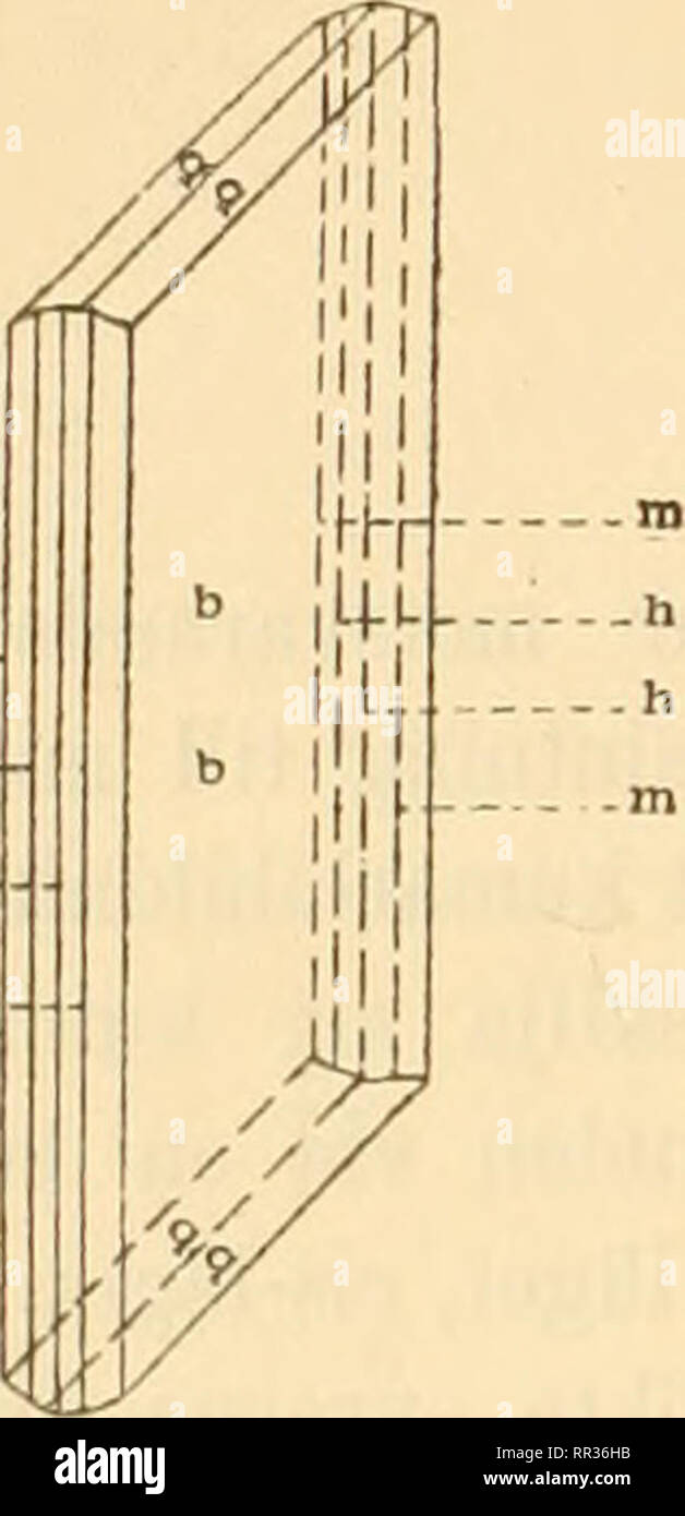 . Acta Societatis Scientiarum Fennicae. Wissenschaft. Edv. Hjelt. Iakttagna ehemalige (Abb.): m = (110); h = (210) p = (011); b = (010). Krystallerna tafvelformiga paralelt Med sym-metriplanet utdragna något och ich c-axelns rikt-ning. Uppmätt Vinkeltabell.: beräknat: m: m (110): (110) = 83° 10' h: h (210): (2 - 0) = 48°14' 47°52'q: q (011): (OÏL) = 39° 8' in: q (110): (011) = 66°57'Optiska axelplanet ist vinkelrätt mot sym-metriplanet. Eine sammanfaller Optiska elasticitatsaxeln kristallaxeln b med. Optiska elasticitetsaxeln&amp; afviker 20° från c-axeln ich trubbiga vinkeln (ich. Dubbelbrytningen ist Stockfoto