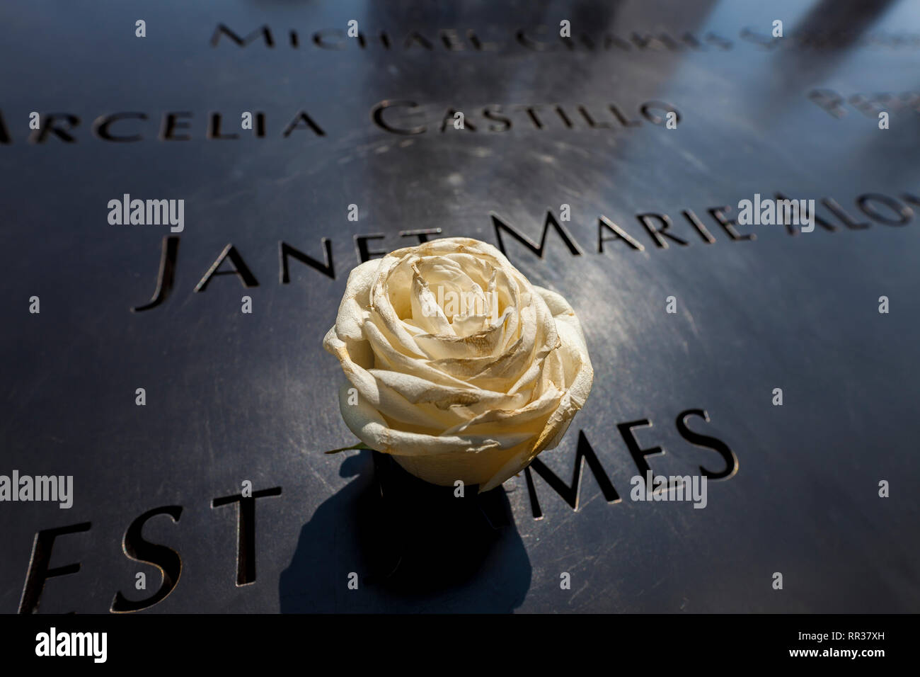 Eine weiße Rose auf die Einfassung des World Trade Center Infinity-pool, New York, NY, USA Stockfoto