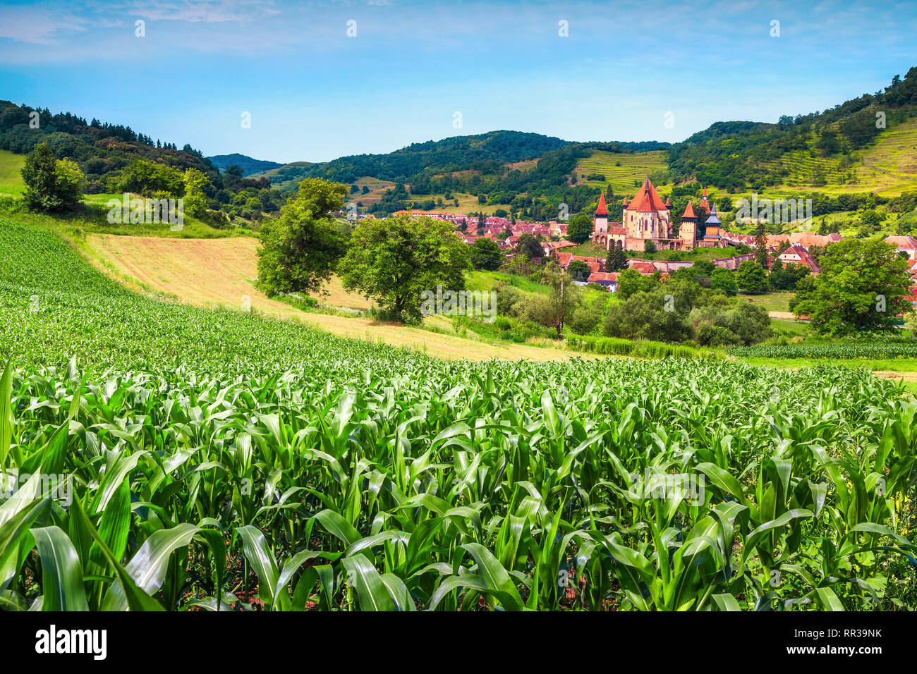 Fantastische touristische Destination. Grüne mais Plantage, Maisfeld auf landwirtschaftlichen Flächen und die berühmte sächsische Wehrkirche mit Siebenbürgischen Dorf, Stockfoto