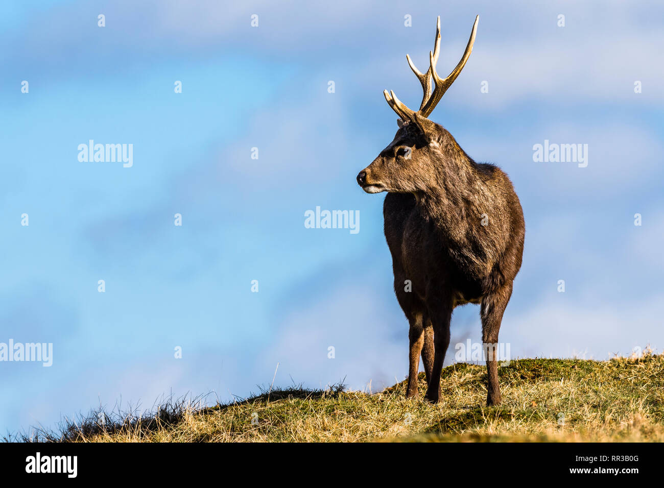 Japanische Sika Deer Hirsch auf der Suche nach Abstand an Knole Park, Kent, Großbritannien Stockfoto