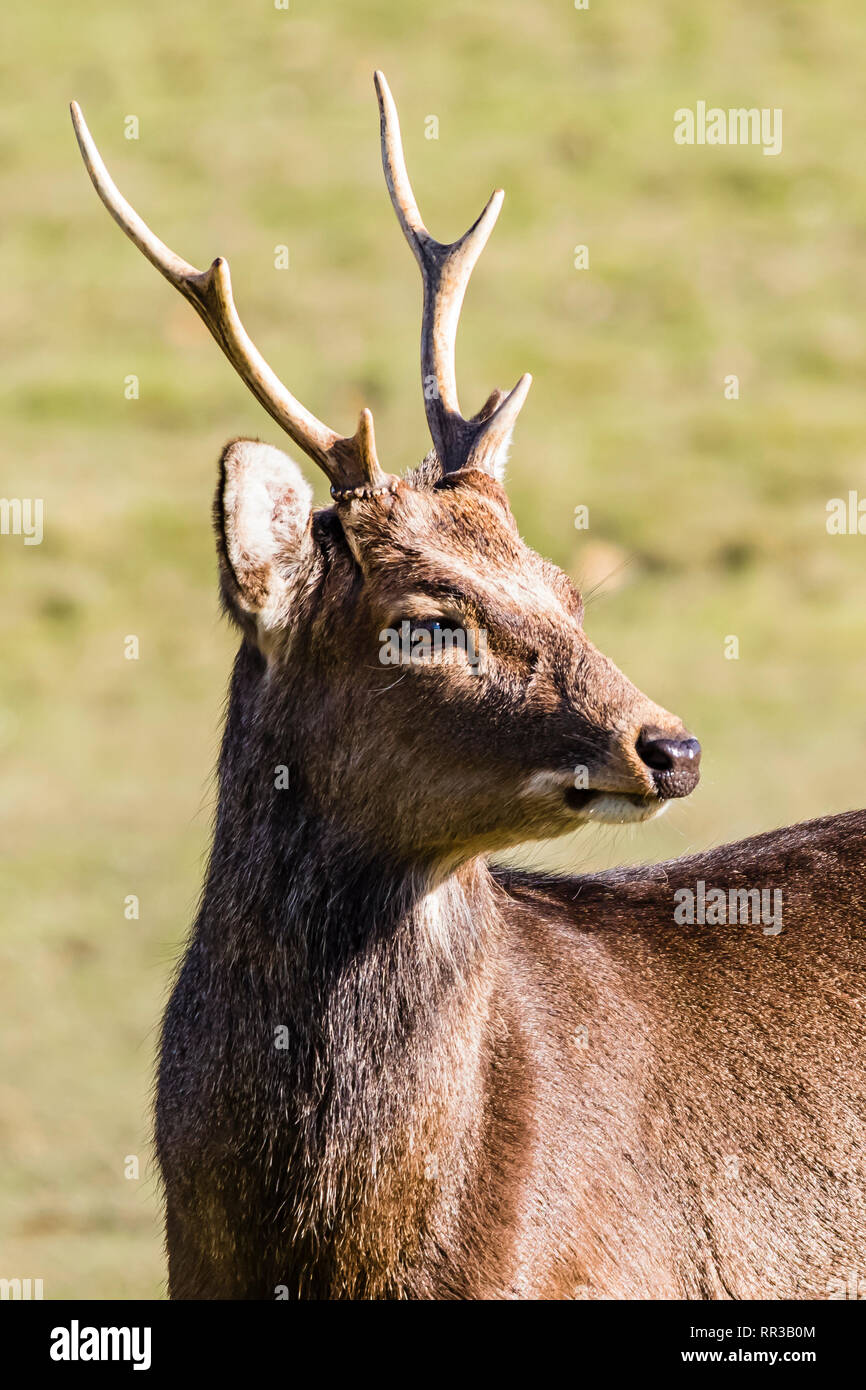 Japanische Sika Deer Hirsch an Knole Park, Kent, Großbritannien Stockfoto