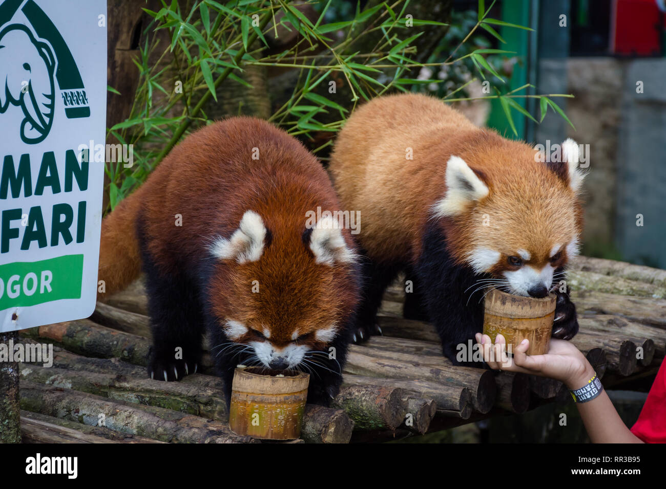 Bogor, Indonesien - Dezember 22, 2018: Zwei rote Pandas aus Bogor Safari Park, die speziell aus China gebracht werden, genießen das Essen von v Stockfoto
