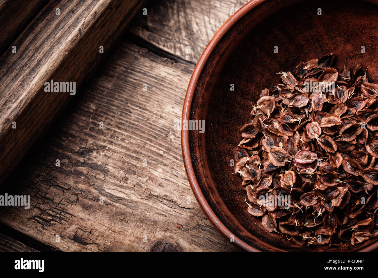 Rhabarber Samen auf einen hölzernen Tisch. Samen Vorbereitung zur Aussaat Stockfoto