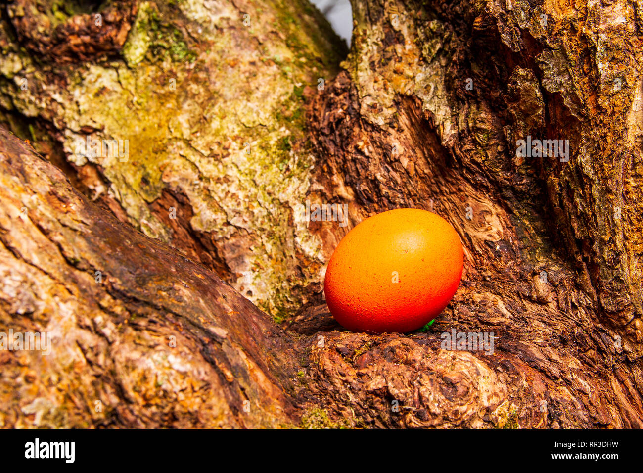 Rote Ostereier in einem Baumstamm versteckt Stockfoto