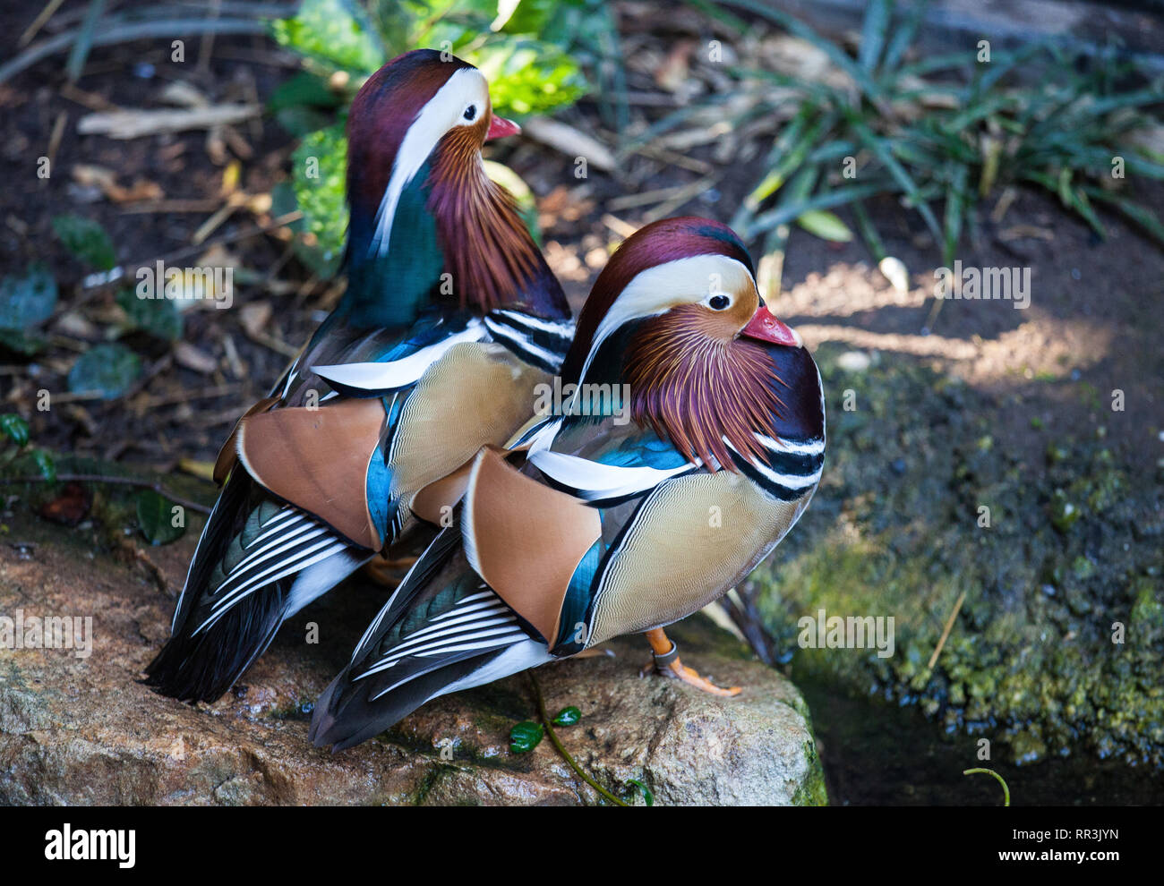 Paar Mandarin Ente in der Adelaide Zoo. Aix galericulata. Stockfoto