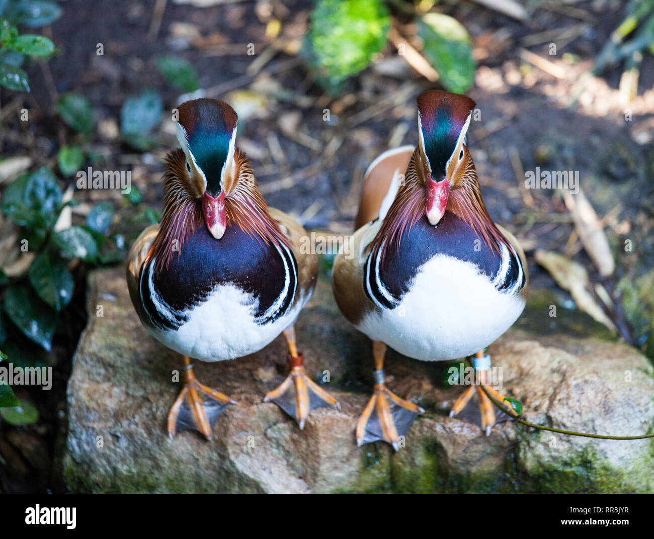 Paar Mandarin Ente in der Adelaide Zoo. Aix galericulata. Stockfoto