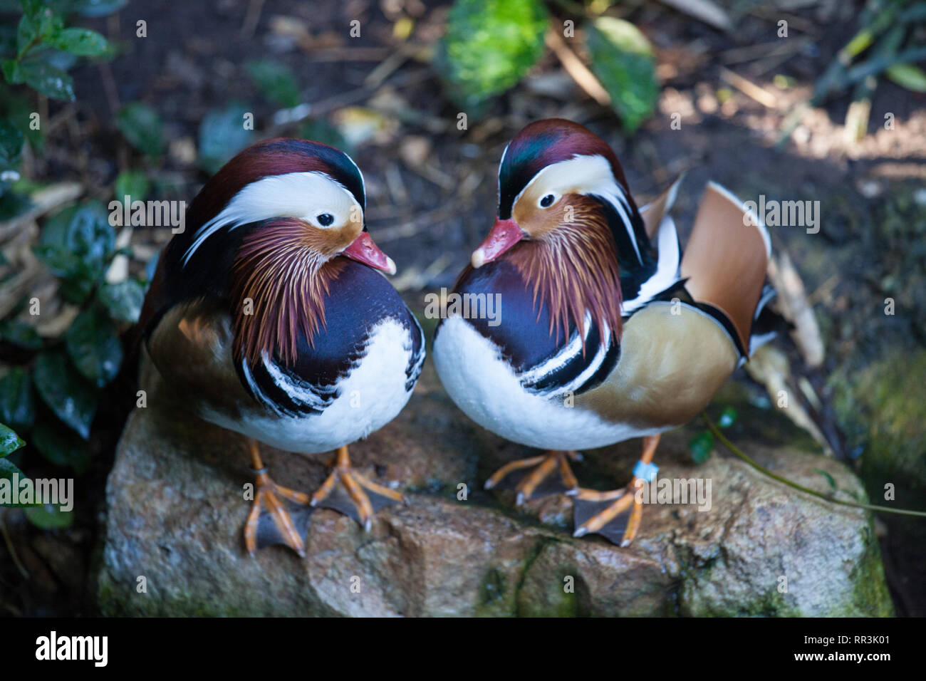 Paar Mandarin Ente in der Adelaide Zoo. Aix galericulata. Stockfoto