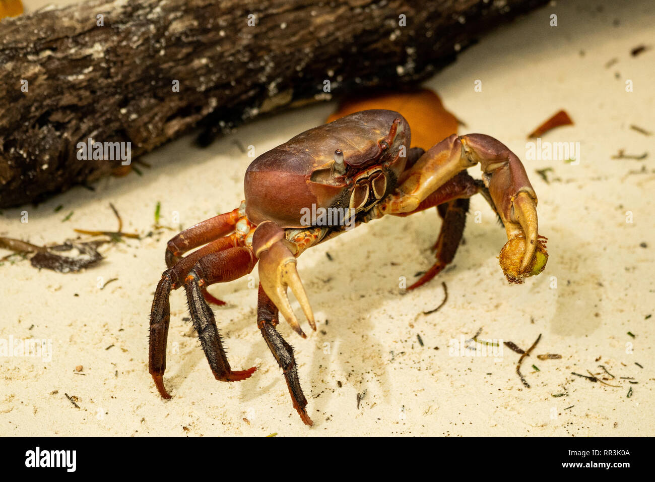 Braun Land Crab (Cardisoma carnifex, AKA Kastanie Krabben oder Rot-claw Krabbe. Diese Krabbe ist eine Pflanzenart aus der Gattung der terrestrischen Crab in Küstenregionen gefunden aus der Stockfoto