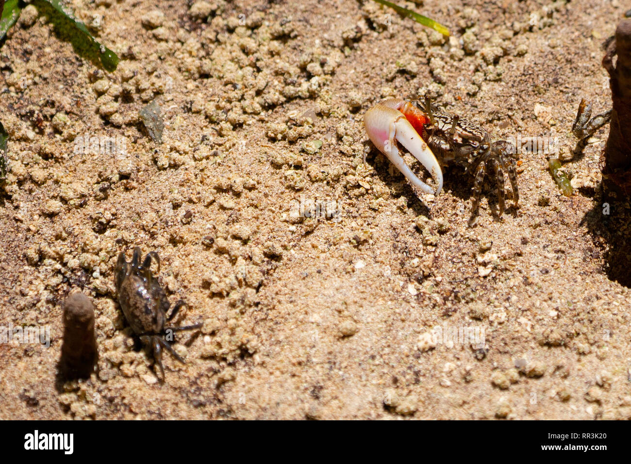 Fiddler Crab" (Uca tetragonon) Mann in einer Mangrove fotografiert Sumpf, Seychellen, Curieuse Island im September Stockfoto