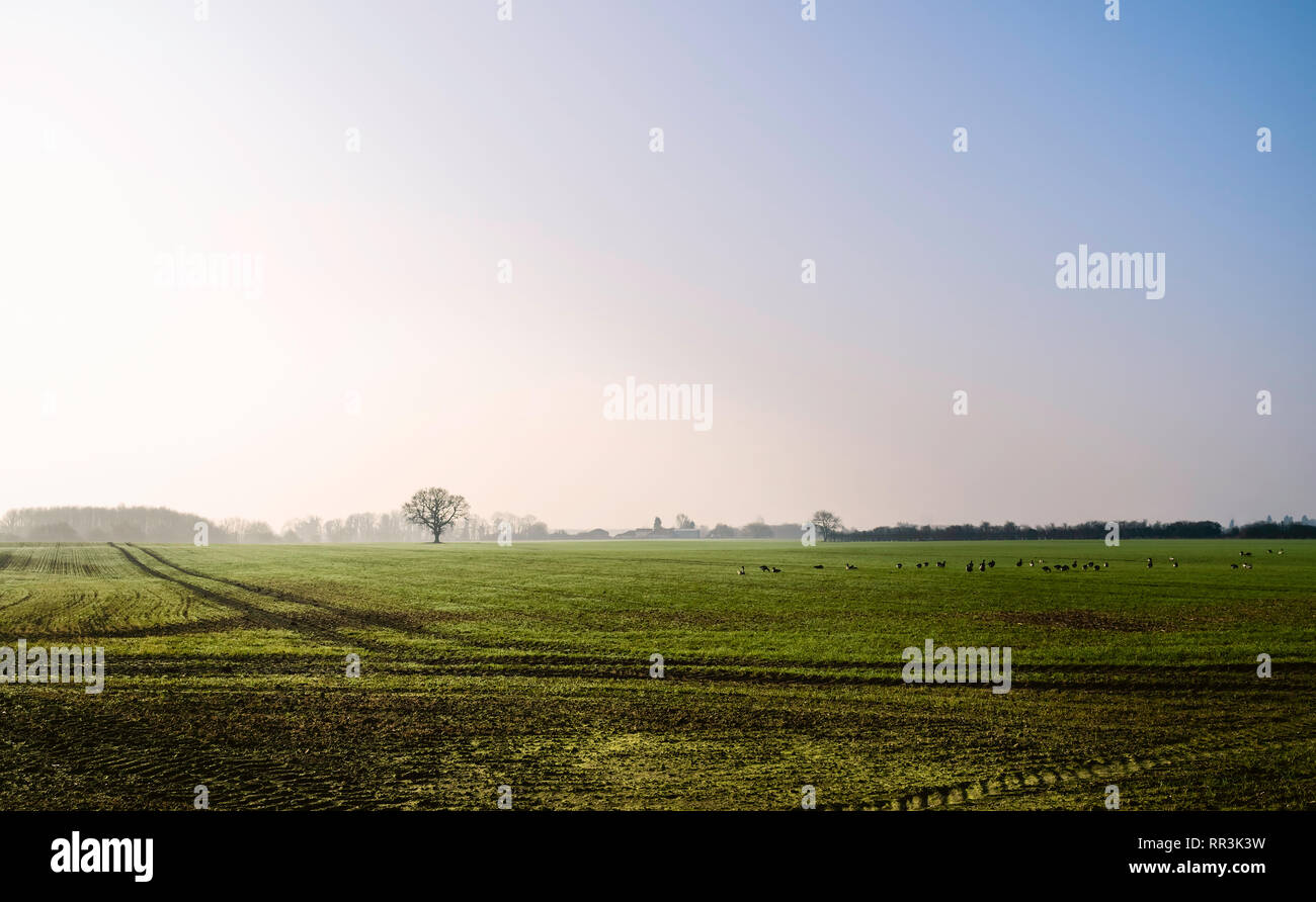 Blick über landwirtschaftliche Landschaft von Hafer und Weizen mit wilden Gänse auf feinem misty Frühling Morgen unter blauem Himmel in Beverley, Yorkshire, Großbritannien. Stockfoto