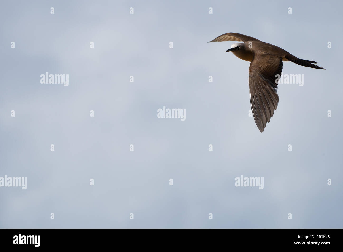 Weniger Noddy (Anous Tenuirostris) im Flug, fotografiert auf Bird Island, Seychellen im September Stockfoto