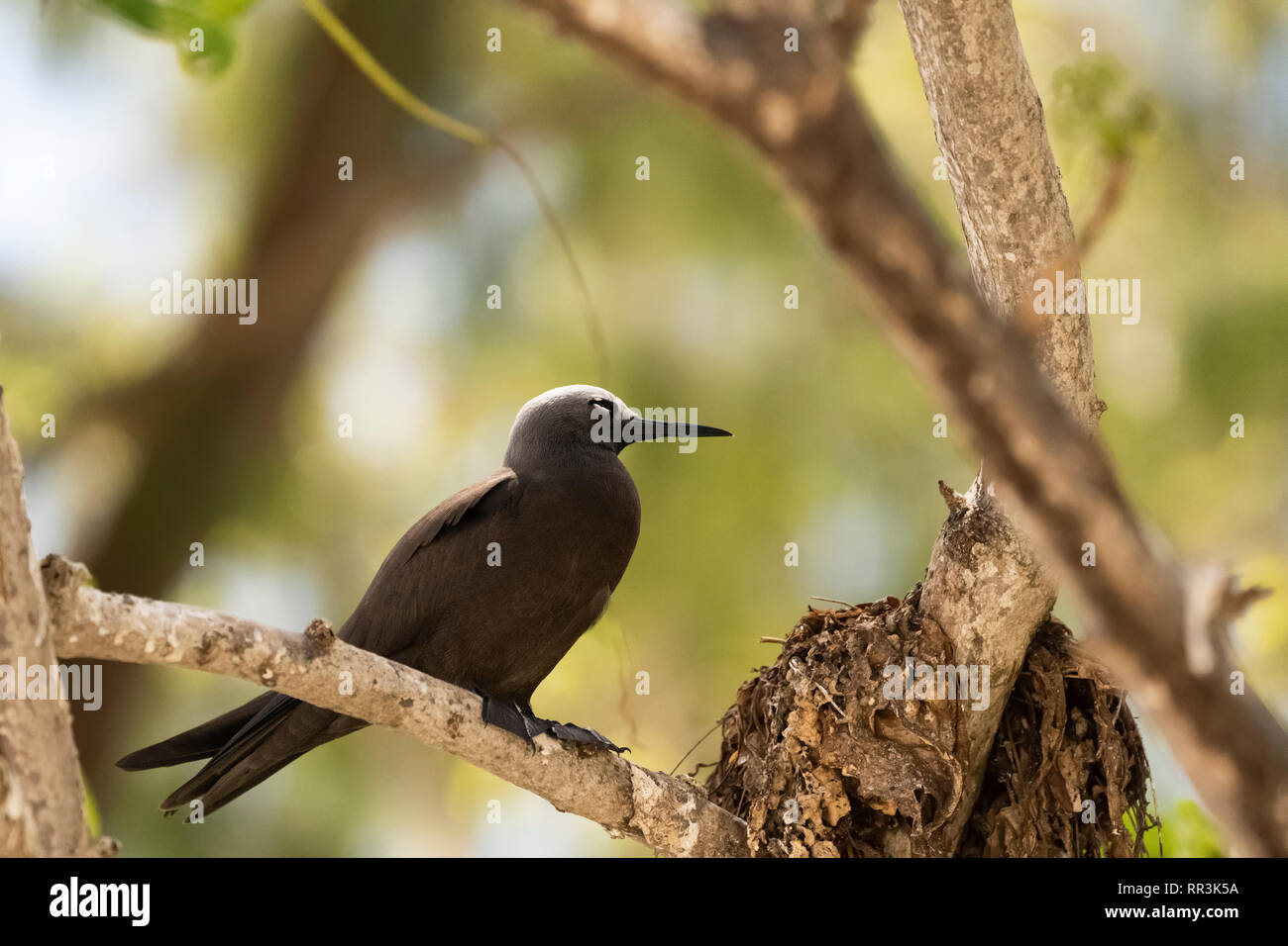 Weniger Noddy (Anous Tenuirostris), auf Bird Island, Seychellen im September fotografiert. Stockfoto
