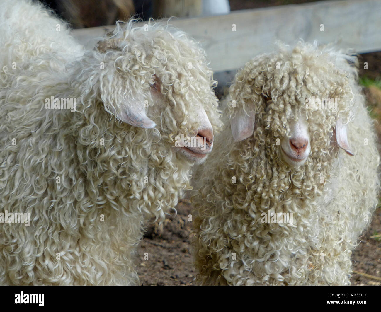 Lange schröpfen Rasse der Schafe. Auf South Island, Neuseeland fotografiert. Stockfoto