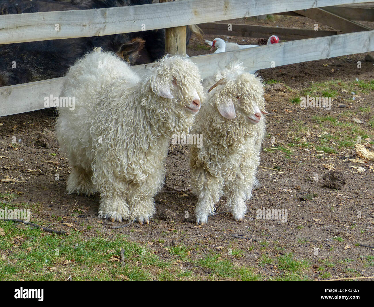 Lange schröpfen Rasse der Schafe. Auf South Island, Neuseeland fotografiert. Stockfoto