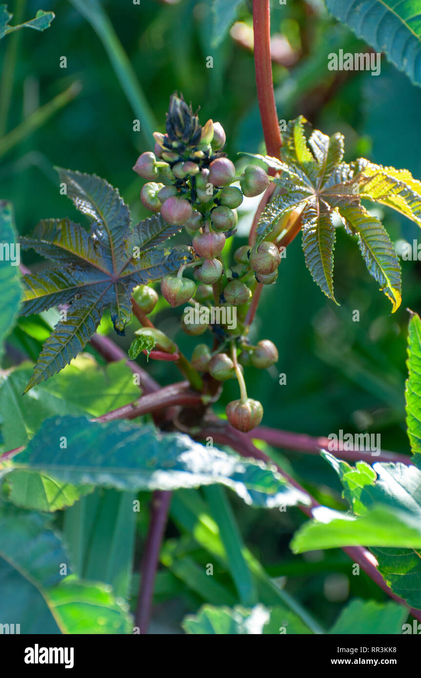 Rizinus, Ricinus communis AKA mole Bean. In Israel im Januar fotografiert. Stockfoto