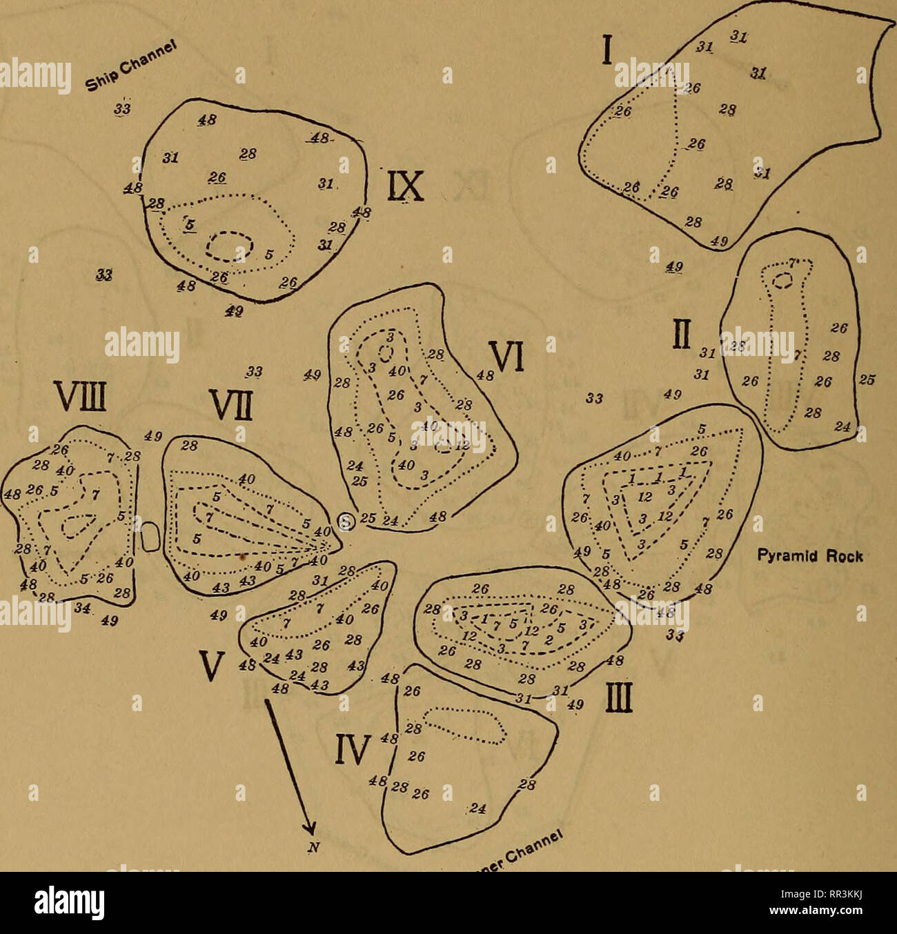 . [Eine biologische Untersuchung der Gewässer des Woods Hole und Umgebung. Marine Tiere; Marine Pflanzen. 54°BULLETIN DES PRÄSIDIUMS DER FISCHEREI.. 33" ** Chart 270.-Verteilung von Algen auf der Spindel Felsen, 29. Juni 1905. Der Charakter der Vegetation auf den Felsen hatte erheblich von der des 22. Mai (Schaubild 269) geändert und den Beginn der charakteristischen Sommer Flora und das Ende der Saison Frühjahr gekennzeichnet. Eine grüne Zone in den oberen Teilen der Felsen besteht hauptsächlich aus Ulothrix implexa (3), Ulva Lactuca var. Rigida (5), und Enteromorpha intestinalis (7); var uncialis Cladophora lanosa, formerl Stockfoto