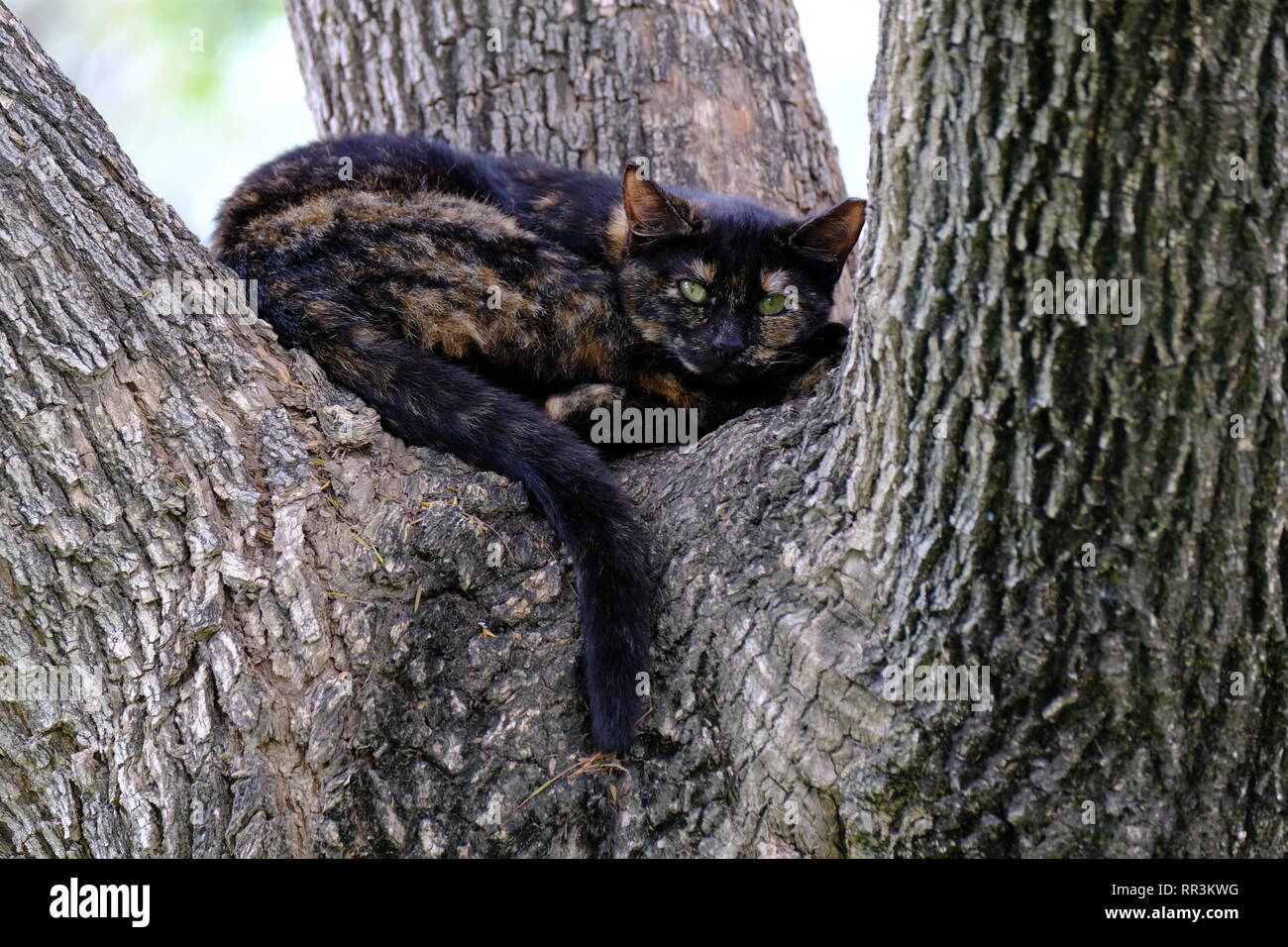 Schwarz und Ingwer Hauskatze klettert einen Baum Stockfoto