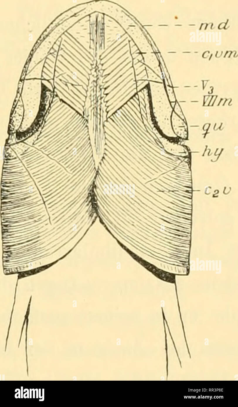 . Acta Societatis Scientiarum Fennicae. Wissenschaft. m (i ang Textf. 27. Ceiatodus. Kreiizuna; der Xn. ^ ', uml. Mandibularis IÎ n. Vii. {VI [,") im Lntcrkiefer. aiig. Eine gulare; 7 nd. Ich [andibulare; Fii. (^ua-dratum.. Textf. 27a. Ceratodus-L-Arvc (Vgl. Textf. 17a. S. 36), Vcn-tralansicht des Kopfes, Lu/. Hyale; md. ^ Mandibulare; qu. Quadratum; VII "Ich. R. niandi - bulari. s n. Vii. Nerven schwarz. seine Teilnahme an der Innervierung des C, mv als ausgeschlossen erkannt werden konnte. Noch viel deutlicher Krieg sterben Departments Technik Trennung Nerven bei der Dove von Ceratodus (Vgl. Textf. 17a und 27a). Von Sterben Stockfoto