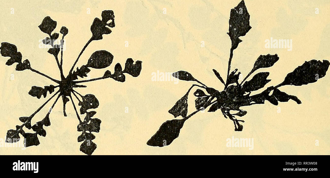 . Acta horti bergiani: Meddelanden fr Kongl. Svenska Vetenskaps-Akademiens Trgd Bergielund. Botanik. 32 ACTA HORTI BERGIANI. BAND 4. NIO 6. 15. Capsella b. s. (L.) autumnalis E. Bei. n. sp. Element. Kultiviert 1903 - 06. Samen aus dem bot. Garten zu Hohenheim 1902. Zweijährig. Winterrosetten häufig, meistens klein, nur 5 - 7 cm. im Einspritzdruck, zahlr auch sehr gross. Blätter äusserst wechselnd, fieder-. Bitte beachten Sie, dass diese Bilder aus gescannten Seite Bilder, die digital für die Lesbarkeit verbessert haben mögen - Färbung und Aussehen dieser Abbildungen können nicht Perfekt res extrahiert werden Stockfoto