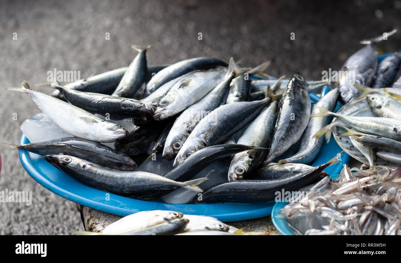 Frische Fische fangen zum Verkauf auf den asiatischen Markt Stockfoto