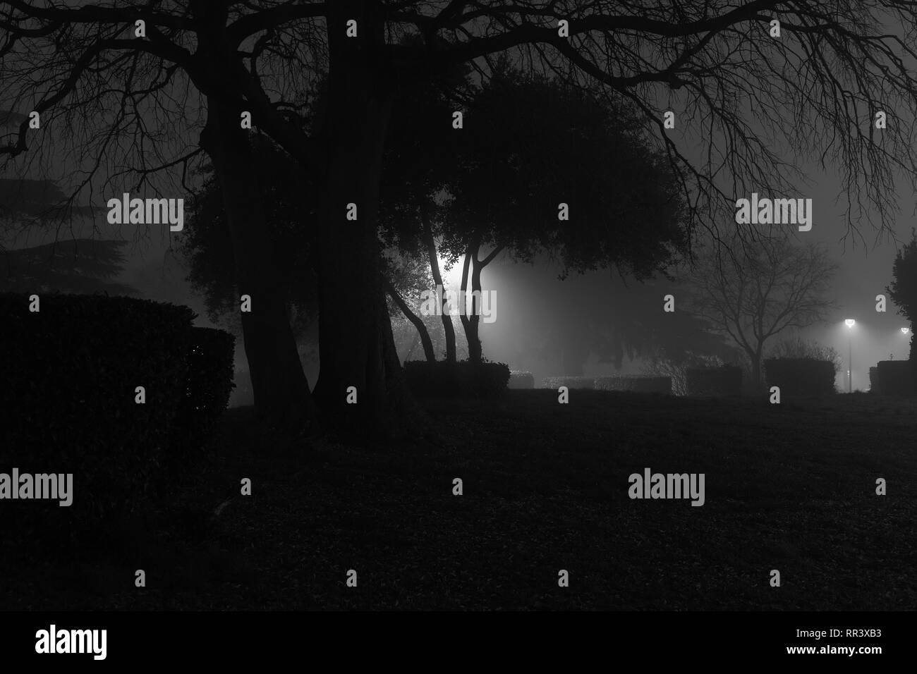 Nebel im park Stockfoto