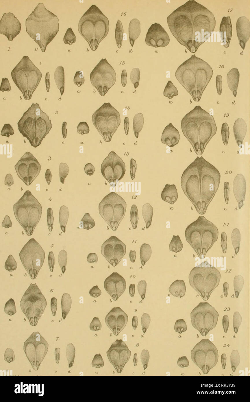 Sibirische Fichte Stockfotos Und Bilder Kaufen Alamy