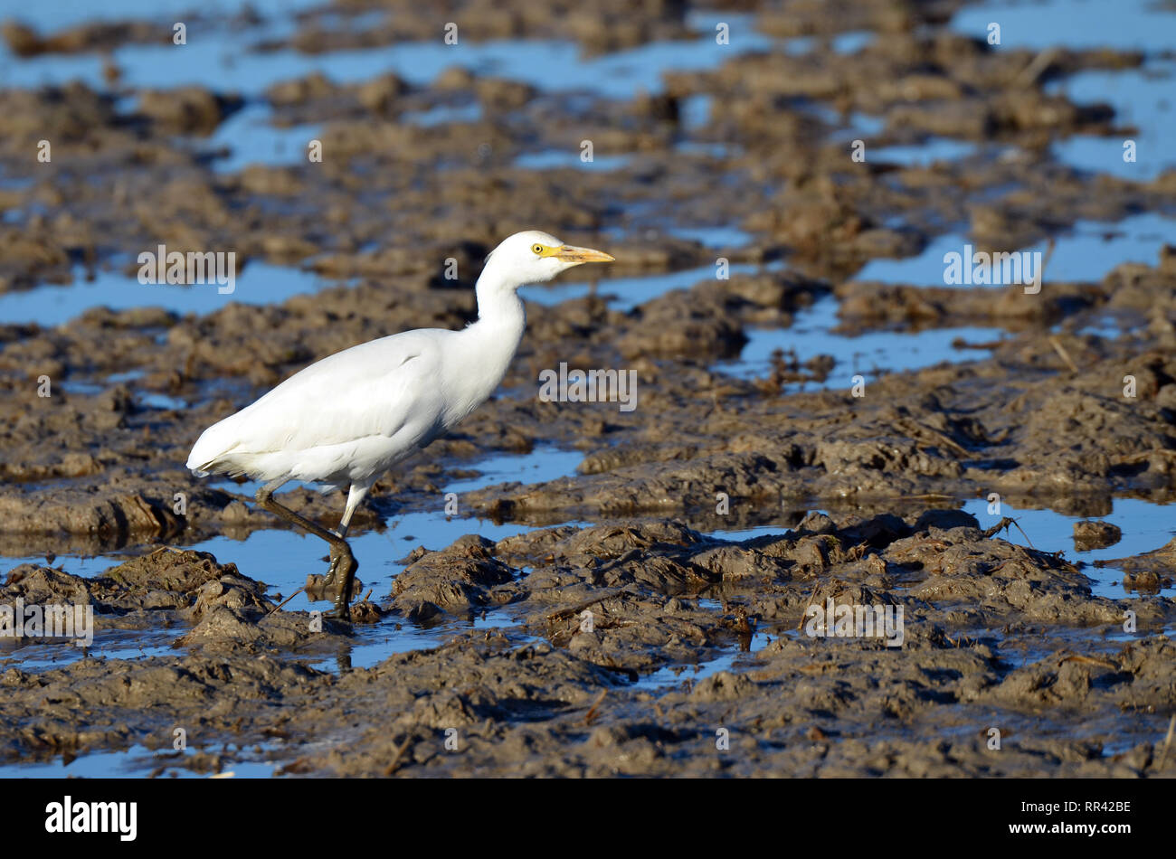 Kuhreiher auf der Suche nach Nahrung in den Reisfeldern der Albufera Park nach dem Pflügen, südlich von Valencia, Spanien. Stockfoto