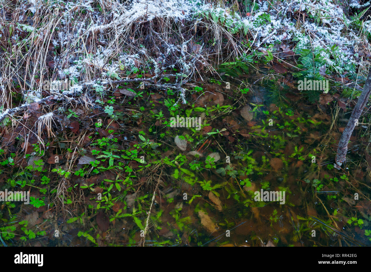 Pflanzen unter Eis close-up Stockfoto