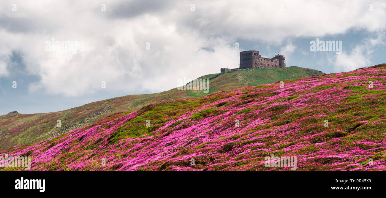 Magic Pink Rhododendron Blumen auf Sommer Karpaten. Alte polnische Sternwarte auf Pip Ivan Berg. Landschaftsfotografie Stockfoto