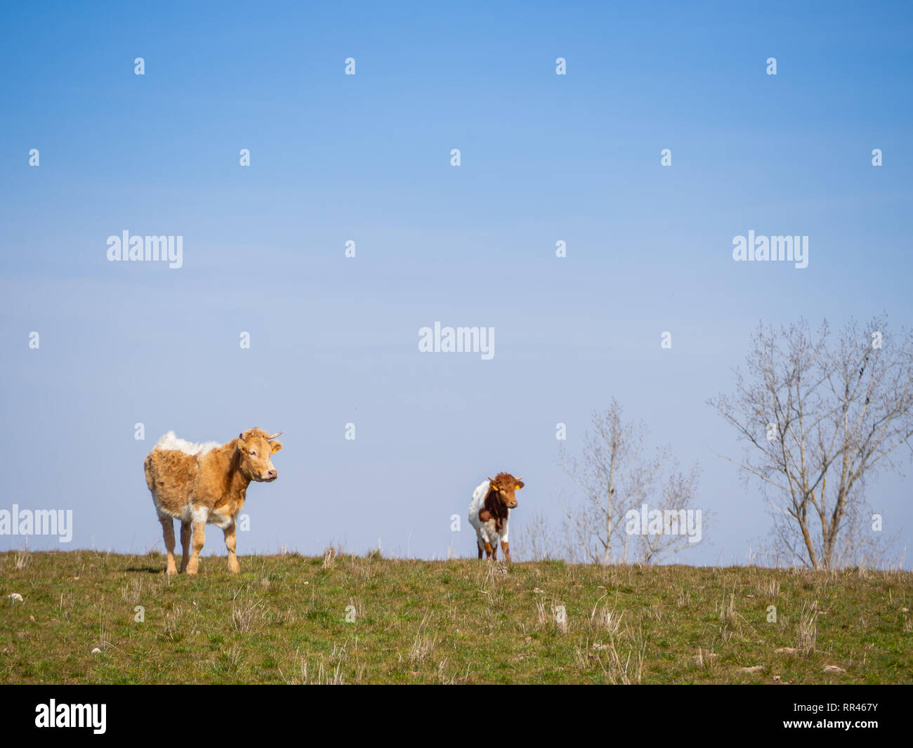 Eine Herde von Berrenda en Colorado Rasse grasende Kühe auf der Wiese in Salamanca (Spanien). Ökologische extensive Viehhaltung Konzept. Stockfoto