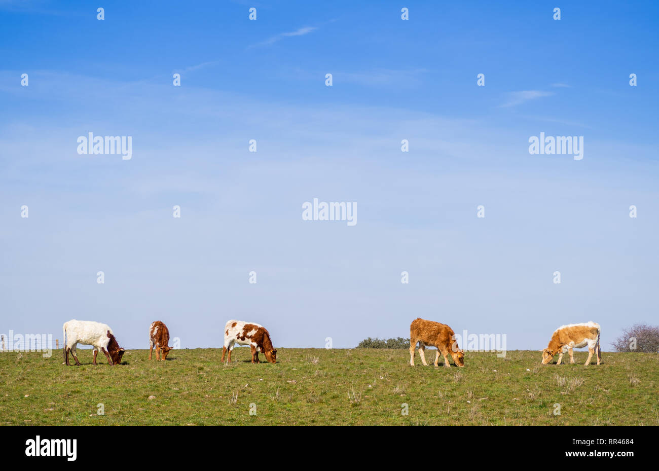 Eine Herde von Berrenda en Colorado Rasse grasende Kühe auf der Wiese in Salamanca (Spanien). Ökologische extensive Viehhaltung Konzept. Stockfoto